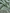 Shailee - Mint Green Satin Katan Silk Saree with Floral Zari Weave