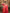 Carrot Red Premium Soft Banarasi Silk Saree