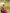 Desirable Dark Pink Soft Silk Saree