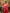 Carrot Red Premium Soft Banarasi Silk Saree