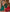 Panoply Green Soft Silk Saree