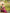 Desirable Dark Pink Soft Silk Saree