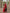Blooming Red Cotton Silk Saree
