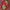 Assemblage Dark Pink Soft Banarasi Silk Saree