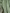 Shailee - Mint Green Satin Katan Silk Saree with Floral Zari Weave