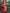 Bindu WIne Soft Banarasi SIlk Saree With Blouse Attached - ABHA