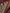 Kaushalya - Maroon Banarasi Satin Saree with Golden Zari Floral Weaving