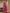 Laita Pink Banarasi Silk Saree