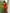 Evanescent Red Soft Silk Saree