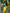 Sensational Yellow Soft Silk Saree