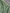 Shailee - Mint Green Satin Katan Silk Saree with Floral Zari Weave