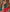 Panoply Green Soft Silk Saree