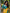 Sensational Yellow Soft Silk Saree