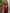 Woebegone Red Soft Silk Saree