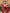 Scarlet Red Banarasi Soft Silk Saree