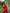 Evanescent Red Soft Silk Saree