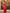Carrot Red Premium Soft Banarasi Silk Saree