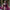 Wine Colour With Golden Patta Combition Soft Lichi Silk Saree Weaving