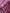 Tanirika - Pink Mashru Silk Saree with Golden Zari Butta & Royal Woven Pallu