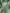 Shailee - Mint Green Satin Katan Silk Saree with Floral Zari Weave