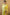 Valiba Lichi  Gold Silk With Wiving And Nice Extra Ordnary Latest Sarees