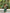 Kanjee – green Banarasi Soft Silk Saree with Elegant Minimal Weaving