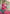 Rama Colour Butti Zari Woven Paithani Silk Saree With Resham Tassel