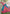 Rama Colour Butti Zari Woven Paithani Silk Saree With Resham Tassel
