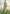 Lime Colour Butti Zari Woven Paithani Silk Saree With Resham Tassel