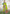 Lime Colour Butti Zari Woven Paithani Silk Saree With Resham Tassel