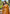 Mustard Banarasi Katan Silk Zari Woven Saree