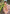 Light Peach Organza Multicolor Latest Zari Woven Saree