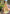 Mint Green Organza Multicolor Latest Zari Woven Saree