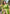 Nasty Green Organza Floral Dual Zari Woven Saree With Unstitched Blouse