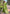 Nasty Green Organza Floral Dual Zari Woven Saree With Unstitched Blouse
