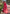 Red Organza Floral Dual Zari Woven Saree With Unstitched Blouse