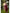 Claret Maroon Banarasi Silk Saree