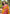 Yellow Soft Silk Floral Border Contrast Zari Woven Saree