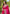 Pink Contrast Zari Woven Chaand Yeola Paithani Silk Saree
