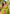 Parrot Green Contrast Zari Woven Chaand Yeola Paithani Silk Saree