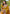 Luxor Gold Contrast Zari Woven Chaand Yeola Paithani Silk Saree