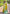 Mehendi Green Soft Silk Contrast Zari Woven Saree