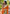 Orange Soft Silk Contrast Zari Woven Saree