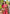 Red Soft Silk Contrast Zari Woven Saree