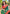 Leaf Green Soft Silk Contrast Zari Woven Saree
