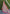 Chiku Colour Soft Kashmiri Silk Saree Wiht Zari Woven