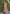 Chiku Colour Soft Kashmiri Silk Saree Wiht Zari Woven