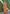Orange Colour Soft Kashmiri Silk Saree Wiht Zari Woven