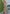 Pista Colour Soft Kashmiri Silk Saree Wiht Zari Woven