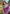 Purple Soft Kashmiri Silk Zari Woven Contrast Saree